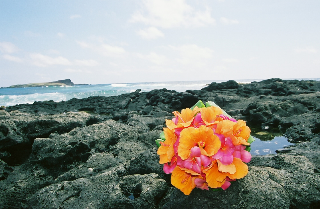 orange hibiscus flower with darki pink plumerias sitting on the lava rocks